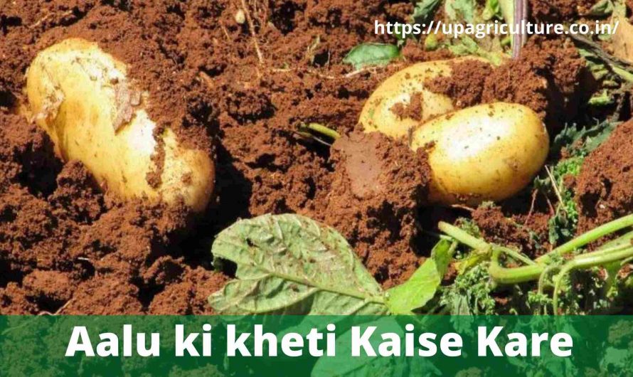 Aloo Ki Kheti Kaise Kare- आलू की खेती कैसे करे