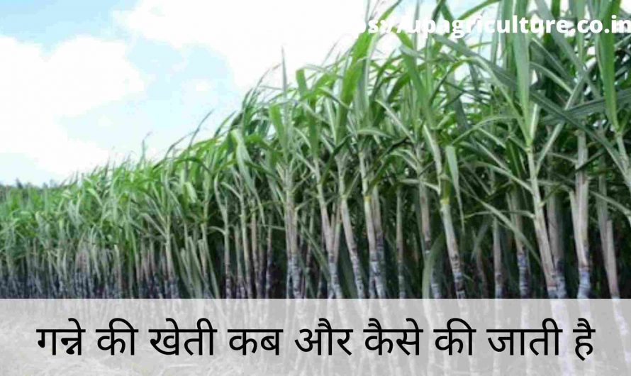 Ganne ki Kheti Kab aur Kaise Ki Jati hai in Hindi | गन्ने की खेती कब और कैसे की जाती है 2021