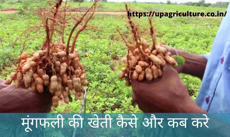 मूंगफली की खेती कैसे और कब करे | How to Cultivation Groundnut in  Hindi