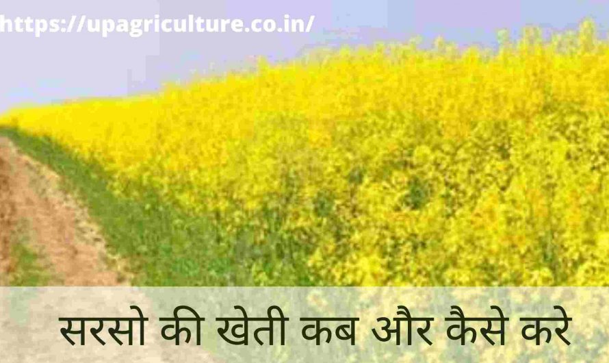 सरसो की खेती कब और कैसे करे | Sarso Ki Kheti Kab Aur Kaise Kare