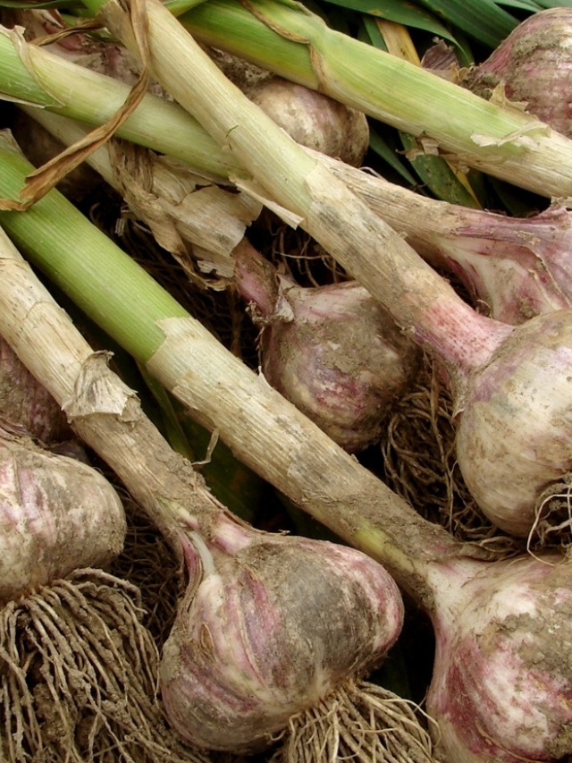 जानिए लहसुन की खेती कब और कैसे करे