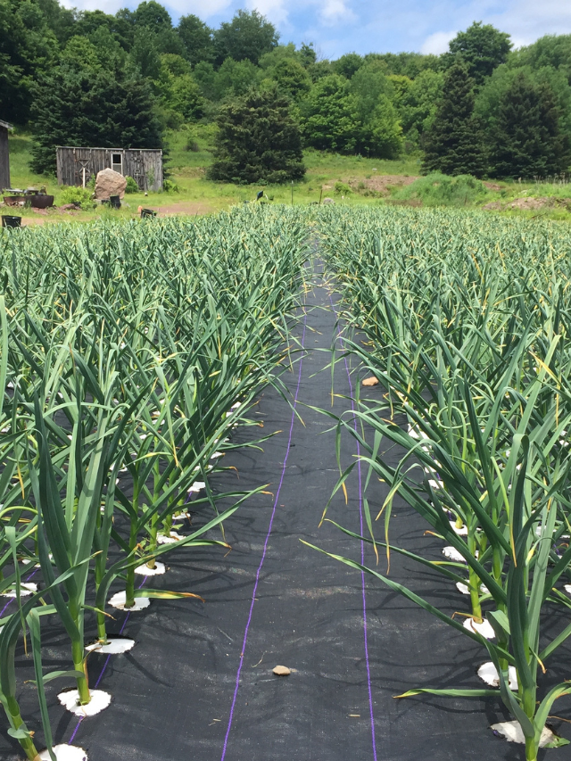 लहसुन की अधिक पैदावार कैसे लें