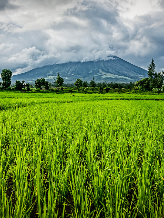 लेमन ग्रास की खेती, जबरदस्त मुनाफे के खेती।