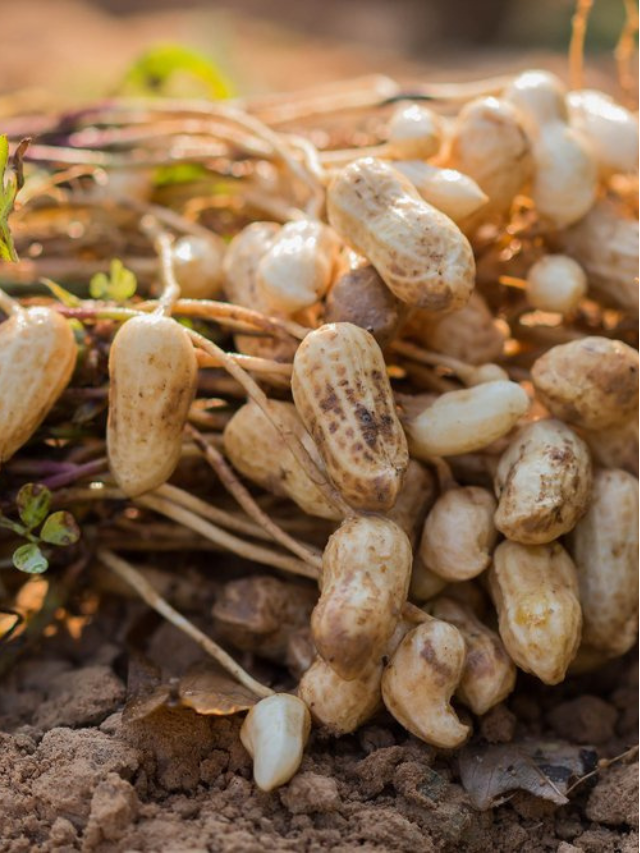 मूंगफली की खेती कैसे और कब करे How to Cultivation Groundnut in Hindi