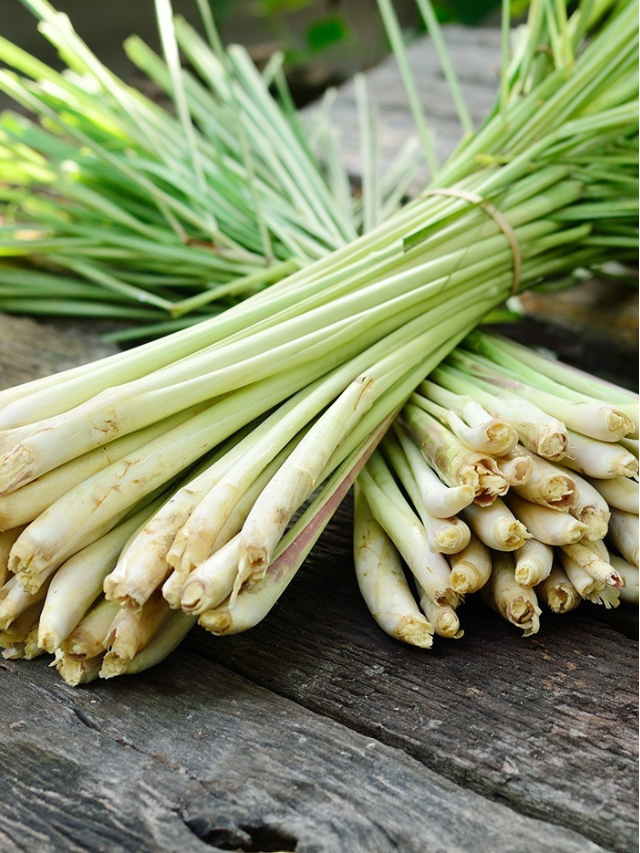 Lemon Grass Farming – लेमनग्रास की खेती कैसे करें