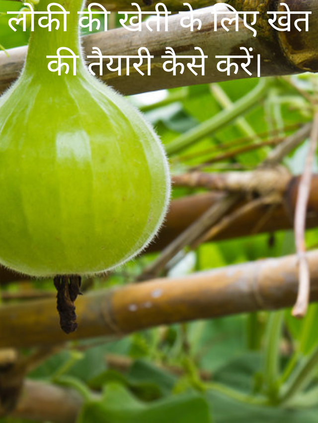 लोकी की खेती के लिए खेत की तैयारी कैसे करें।