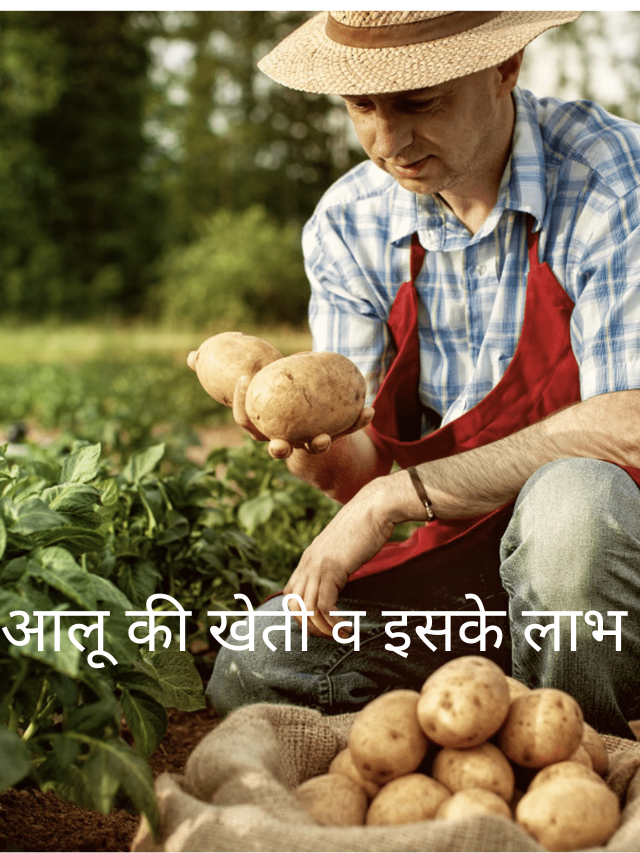 आलू की खेती व इसके लाभ
