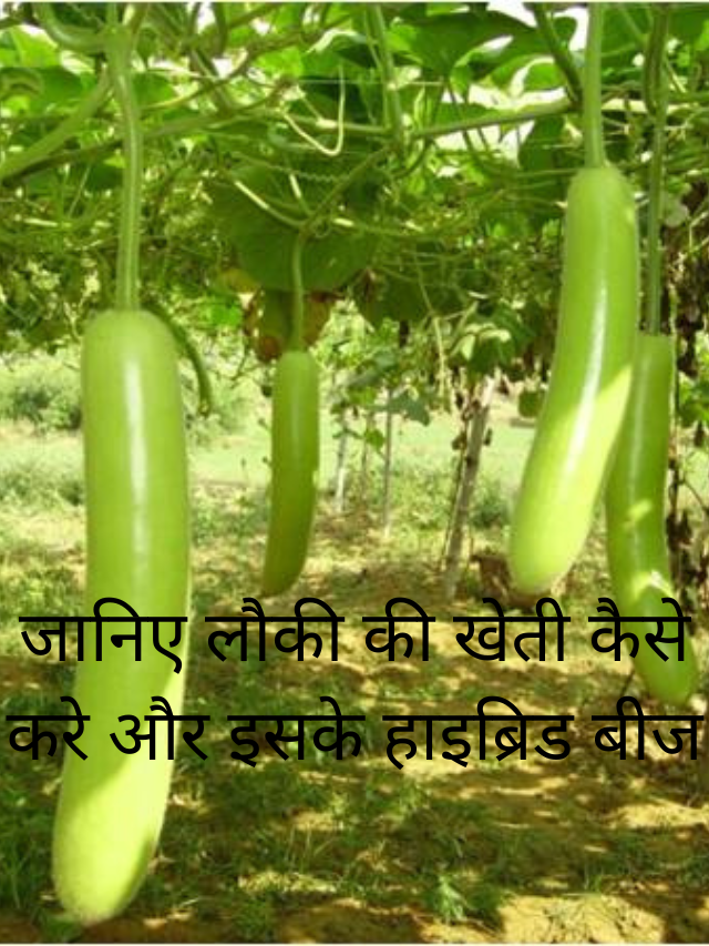 जानिए लौकी की खेती कैसे करे और इसके हाइब्रिड बीज