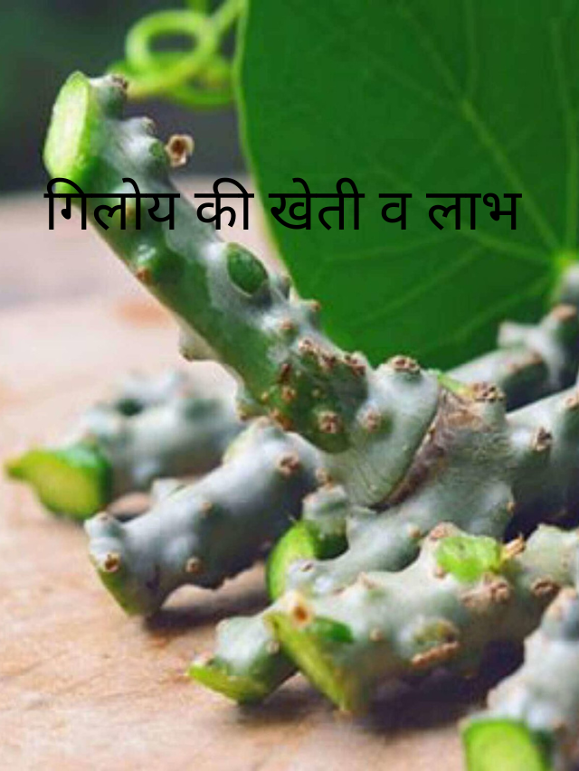 गिलोय की खेती व लाभ