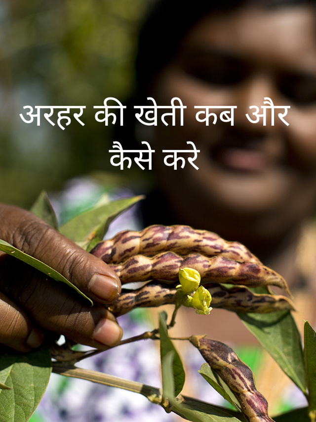 अरहर की खेती कब और कैसे करे
