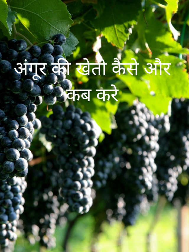 अंगूर की खेती कैसे और कब करे
