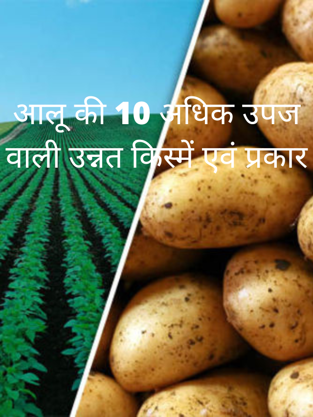 आलू की 10 अधिक उपज वाली उन्नत किस्में एवं प्रकार