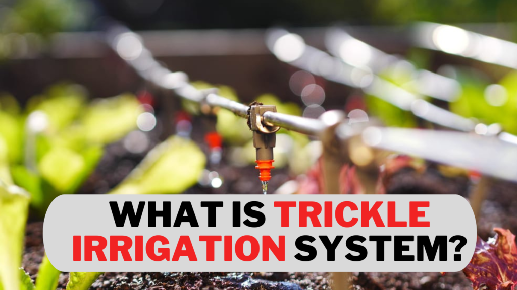 trickle irrigation