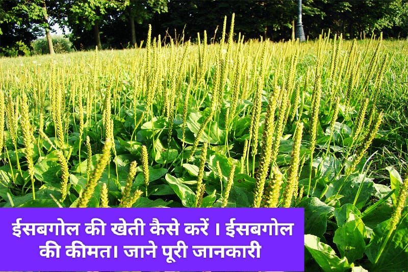 Isabgol farming in hindi