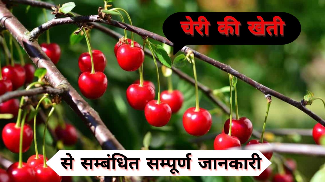 Cherry Ki Kheti