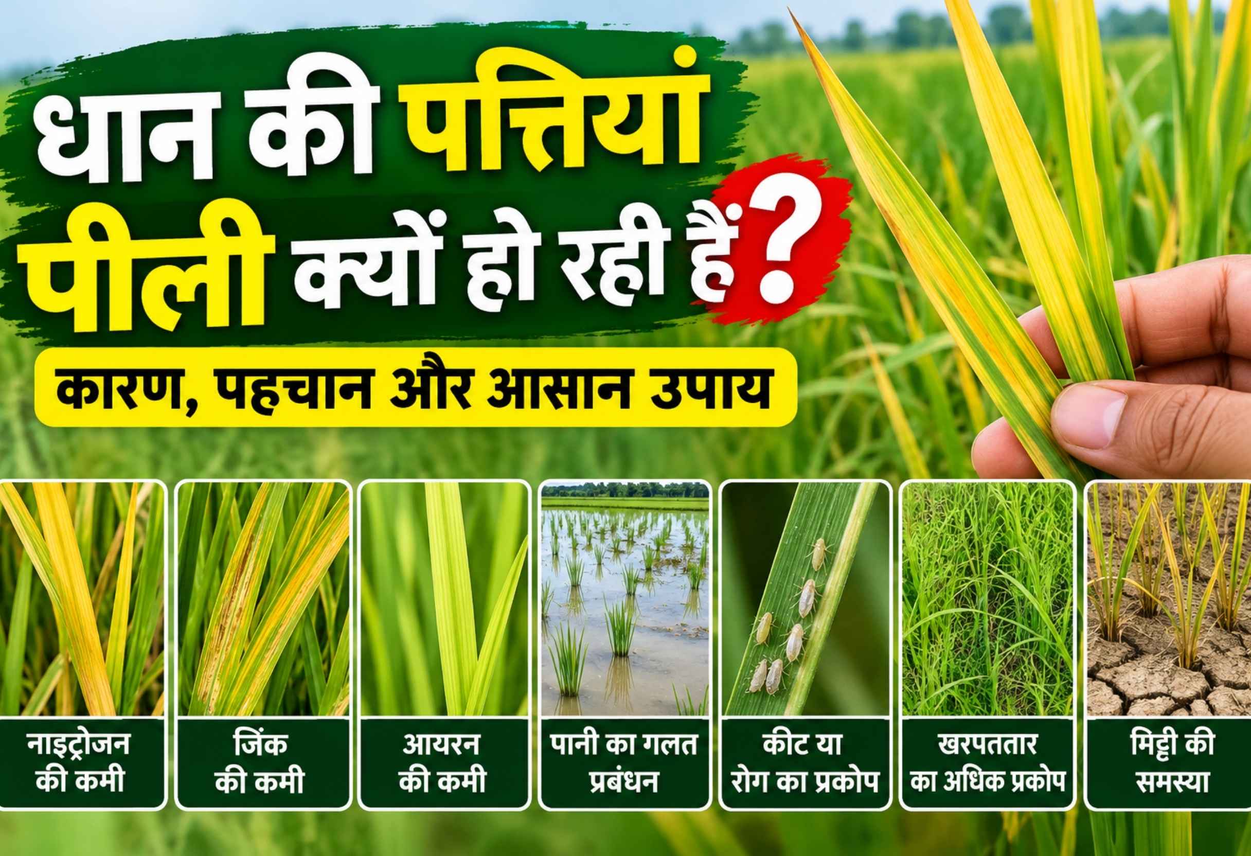 धान की पत्तियां पीली क्यों हो रही हैं